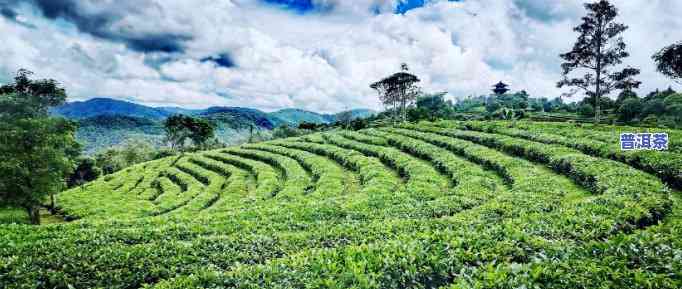 普洱茶山图片大全大图，探索神秘的普洱茶山：高清大图大全