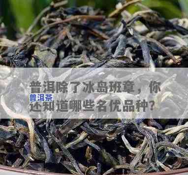 冰岛普洱有多少种茶-冰岛普洱有多少种茶类