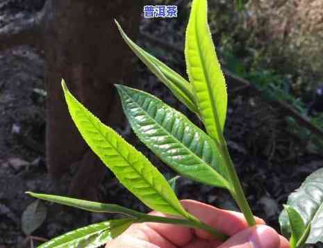 普洱熟茶为什么不存在完整的叶子，揭秘普洱熟茶的制作过程：为何不存在完整的叶子？