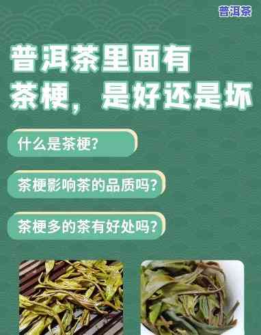 全面解析：普洱茶中茶梗与茶种的区别图片对比