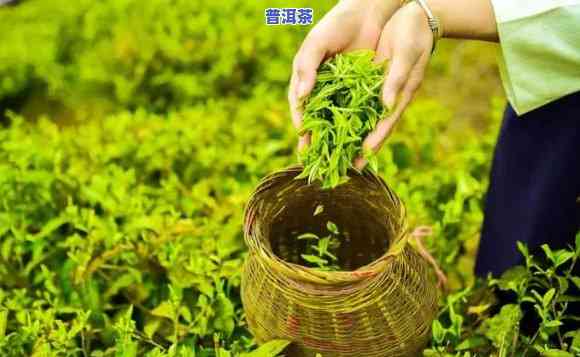 普洱茶采芽视频大播放下载，【高清】普洱茶采芽全过程视频大，立即！