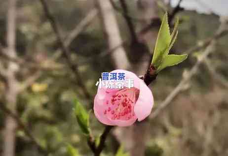 普洱茶文化大使是谁，揭秘普洱茶文化的代表性人物：谁是普洱茶文化大使？