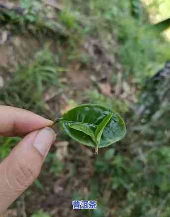 倚邦猫耳朵茶价格，探寻倚邦猫耳朵茶的价格，一探究竟！