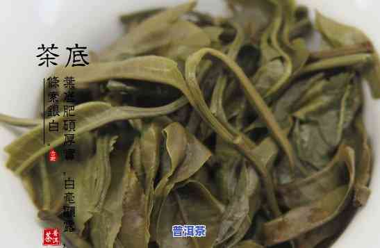 2016倚邦猫耳朵普洱茶-云南倚邦猫耳朵普洱茶