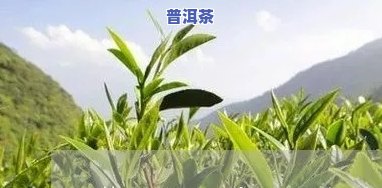 知名普洱茶代理条件：详细解析及必备要素