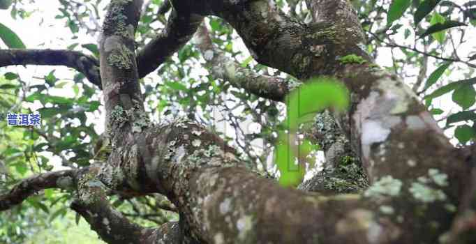 100年普洱茶树：是不是能喝？是不是有？看视频揭晓答案！