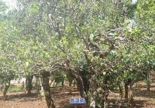 普洱茶种植土壤请求标准及详细解读