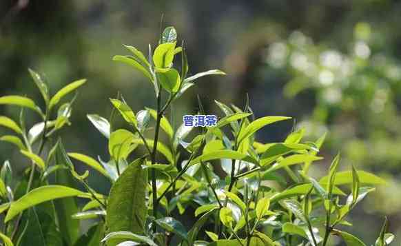 深入熟悉普洱茶：其特别土壤对其生长的关键性