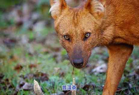 衢州资深普洱茶招商-衢州资深普洱茶招商电话