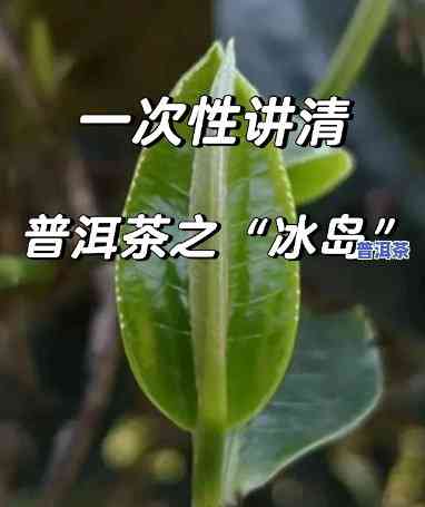 普洱小冰岛：究竟属于哪种茶种？