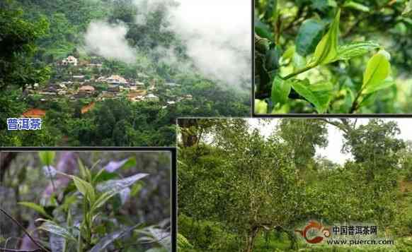 曼弄老寨普洱茶品质：古树茶价格与罕村茶比较