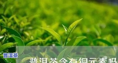 普洱茶为什么含有铜-普洱茶为什么含有铜元素