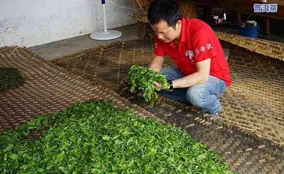 冰岛老树茶厂，探秘冰岛老树茶厂：寻找极致的茶叶体验