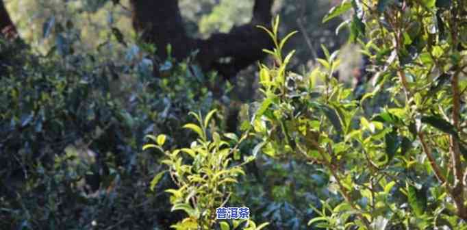 云南普洱茶几个山头-云南普洱茶几个山头好喝