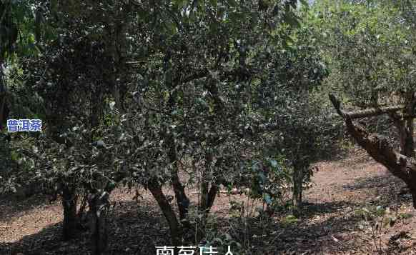 普洱茶对环境的请求有哪些方面，探究普洱茶生长环境：其对哪些方面有特殊请求？