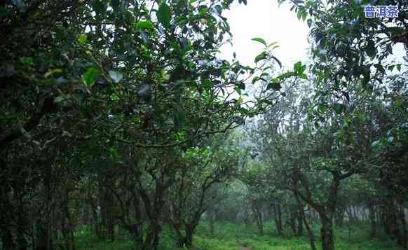 普洱茶对环境的请求有哪些方面，探究普洱茶生长环境：其对哪些方面有特殊请求？