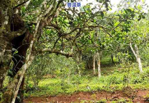 普洱茶对环境的请求有哪些方面，探究普洱茶生长环境：其对哪些方面有特殊请求？