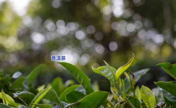 普洱茶被誉为，探究普洱茶的美誉之源：为何被誉为茶中瑰宝？