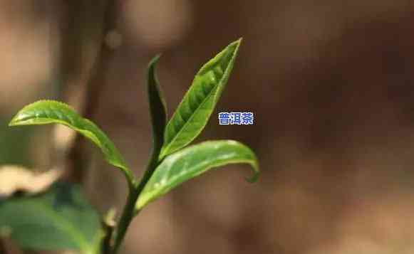 普洱茶被誉为，探究普洱茶的美誉之源：为何被誉为茶中瑰宝？