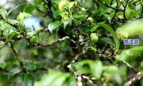 冰岛普洱茶推荐，冰岛普洱茶：口感醇厚，值得一试的茶叶新品