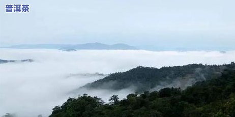 六大茶山普洱茶怎么样？详解其品质与特点