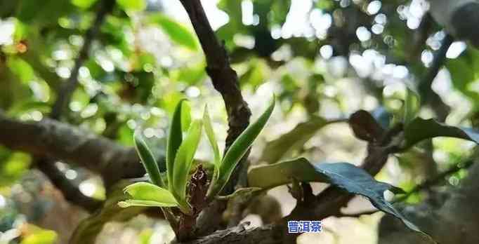 2023最贵10大普洱茶-2021年最贵普洱茶