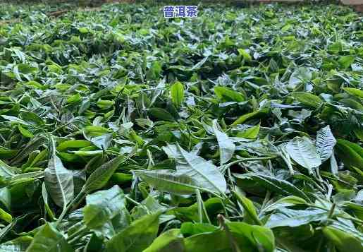 普洱茶老班章为什么可以炒-普洱茶老班章为什么可以炒茶