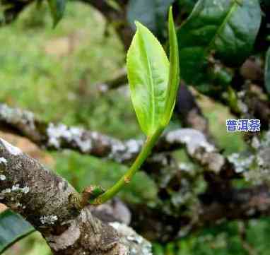 普洱茶芽大好还是芽小好，普洱茶：芽大好还是芽小好？探讨茶叶品质的关键因素