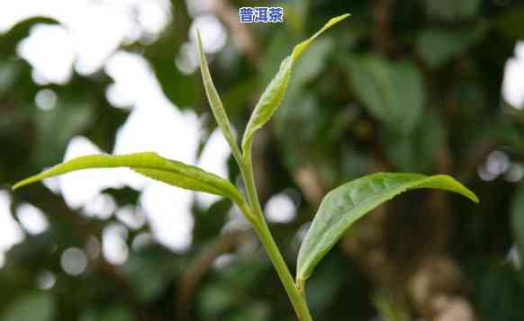 普洱茶芽大好还是芽小好，普洱茶：芽大好还是芽小好？探讨茶叶品质的关键因素