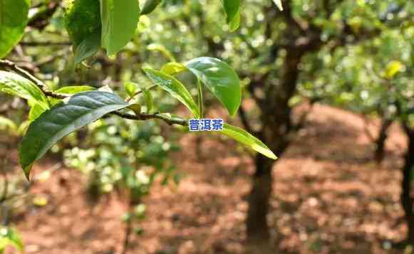 普洱茶芽大好还是芽小好，普洱茶：芽大好还是芽小好？探讨茶叶品质的关键因素