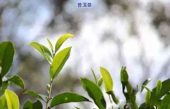 普洱茶树：什么植物种类？详细解答及图片展示