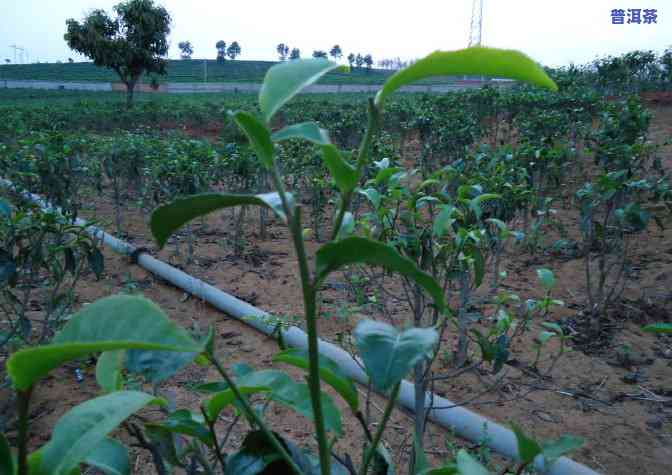 普洱茶树是什么植物-普洱茶树是什么植物类型