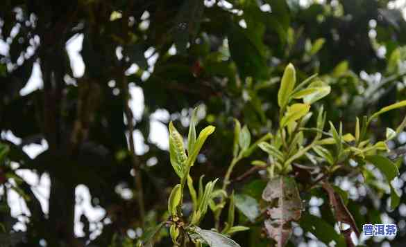 白莺山古树茶怎么样，探秘白莺山：揭秘古树茶的独特魅力与品质