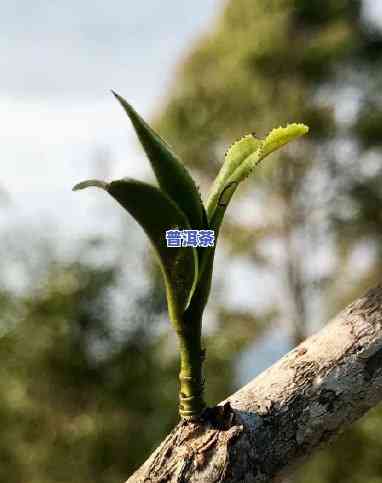 普洱茶中的老树春芽-普洱茶中的老树春芽是什么