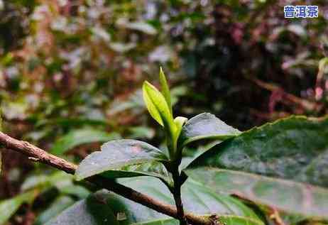 普洱茶中的老树春芽-普洱茶中的老树春芽是什么