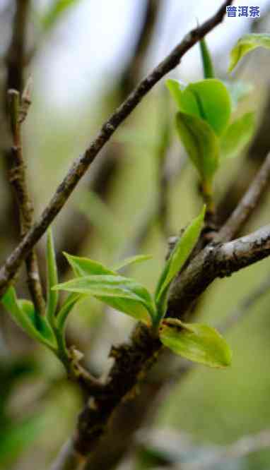 普洱茶中的老树春芽-普洱茶中的老树春芽是什么