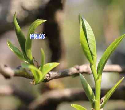 普洱茶中的老树春芽-普洱茶中的老树春芽是什么