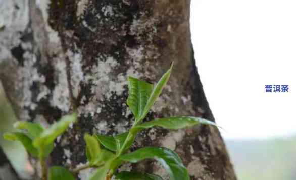 普洱茶中的老树春芽-普洱茶中的老树春芽是什么