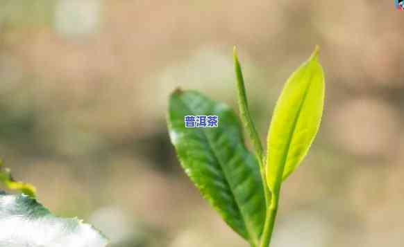 古树普洱茶：中期茶与春尾茶，哪个口感更胜一筹？