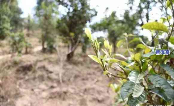 古树普洱茶：中期茶与春尾茶，哪个口感更胜一筹？