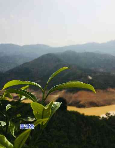 凤凰山普洱茶，探寻凤凰山：品味普洱茶的醇厚韵味