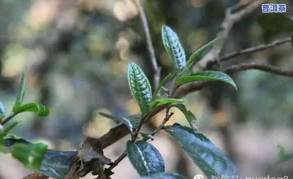 如何描述古言堂普洱茶的口感：从古树茶中寻找答案