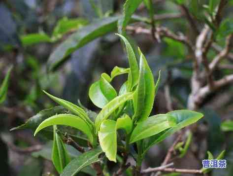 贵州普洱茶叶有哪些特点，探秘贵州普洱茶叶的特别魅力：你所不知道的特点解析