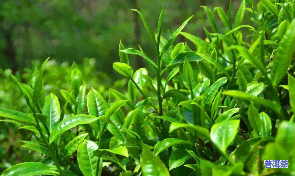 绿茶和普洱茶是一种茶树吗-绿茶和普洱茶是一种茶树吗图片