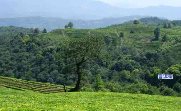 云南普洱茶山，【云南普洱茶山】带你领略世界顶级茶叶的发源地