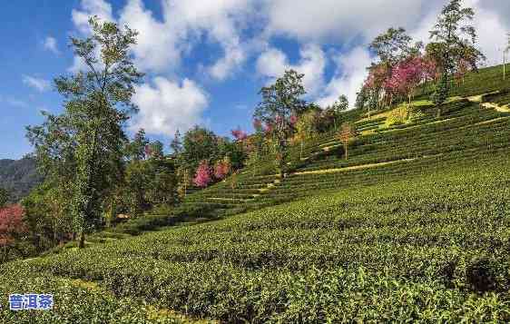 云南普洱茶山旅游，探索云南普洱茶山的美丽风光与丰富文化