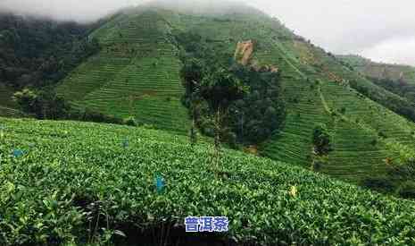 探寻普洱名茶山：揭秘名茶山头及其特别魅力