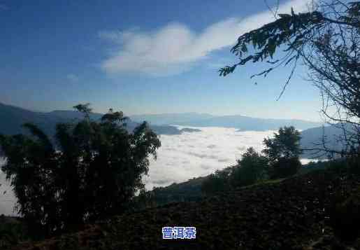 云南普洱茶茶山之行-云南普洱茶山