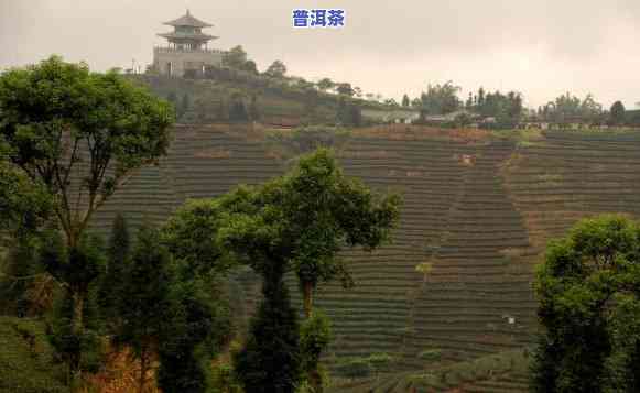 云南普洱茶茶山之行-云南普洱茶山