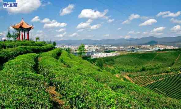 云南普洱茶茶山之行-云南普洱茶山